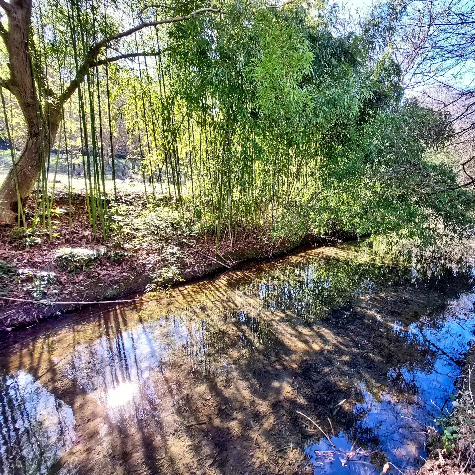 Parco di Turona bambuseto sul fosso di Arlena