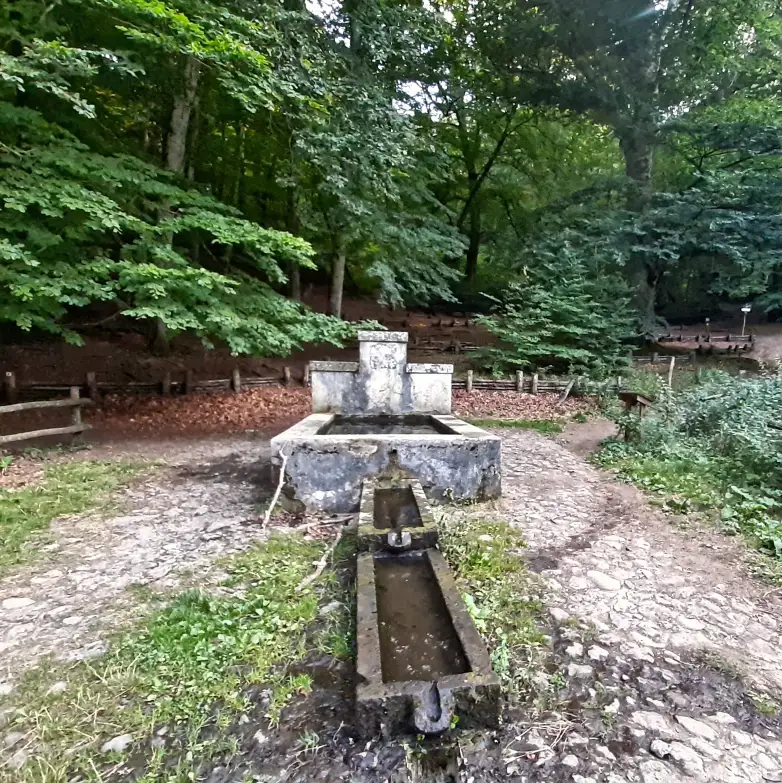 Riserva naturale lago di Vico fontanile