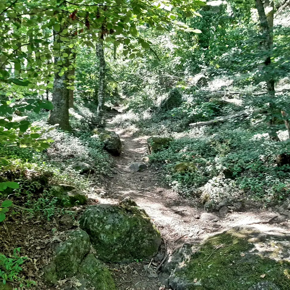Riserva naturale lago di Vico sentiero faggeta depressa