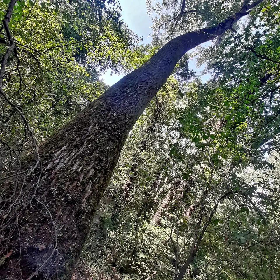 Selva di Malano Ontano