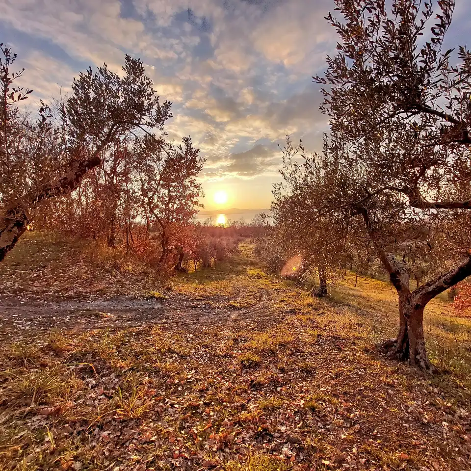 Vista del lago di Bolsena al tramonto dal colle La Guardata nei pressi del Parco di Turona