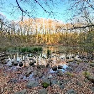 Selva del Lamone tra leggende e realta