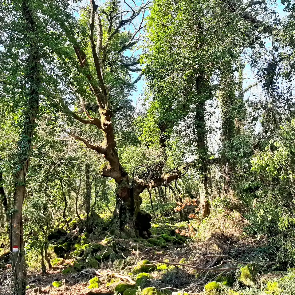 Selva del Lamone albero monumentale 2