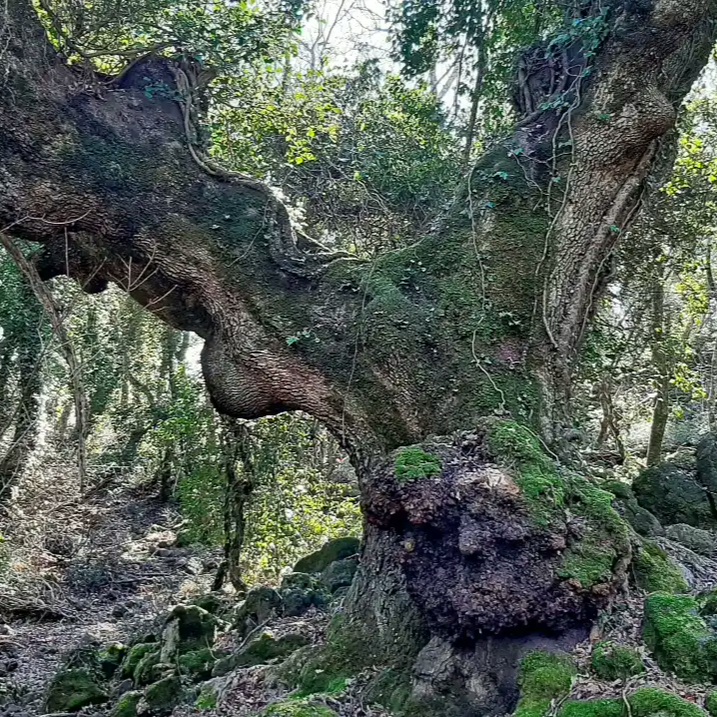 Selva del Lamone albero monumentale