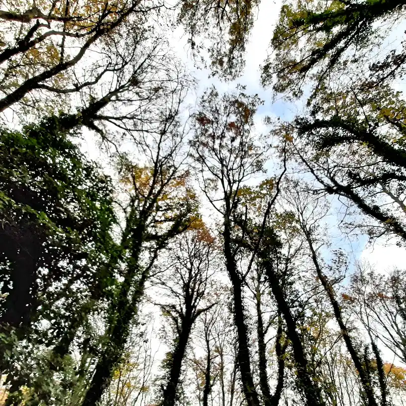 Selva del Lamone cielo tra le fronde