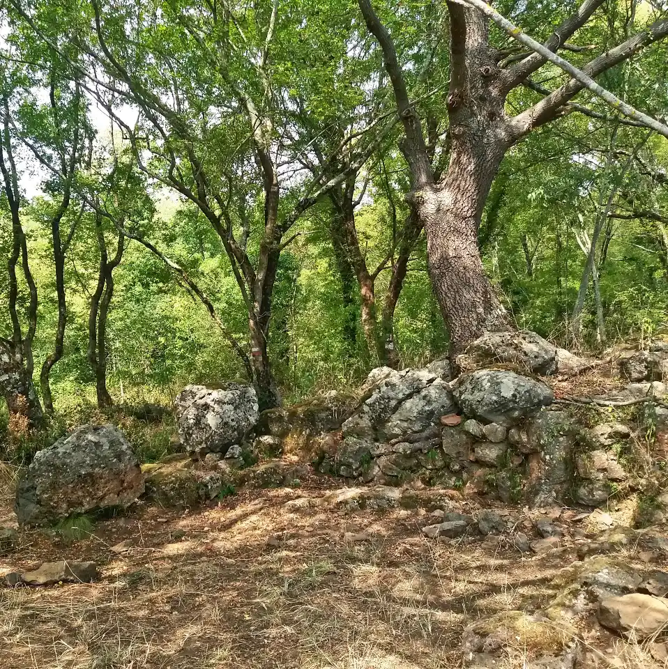 Selva del Lamone dettaglio nei pressi di Semonte