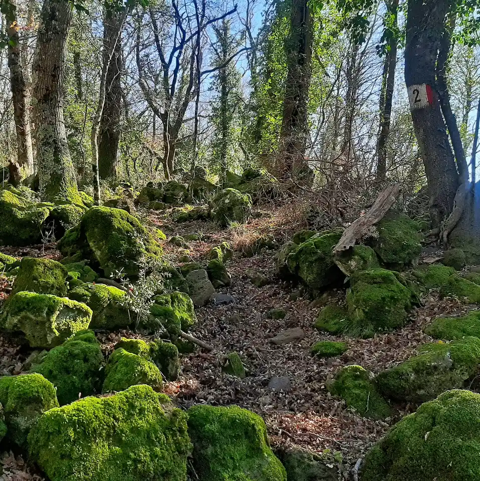 Selva del Lamone dettaglio sentiero 2