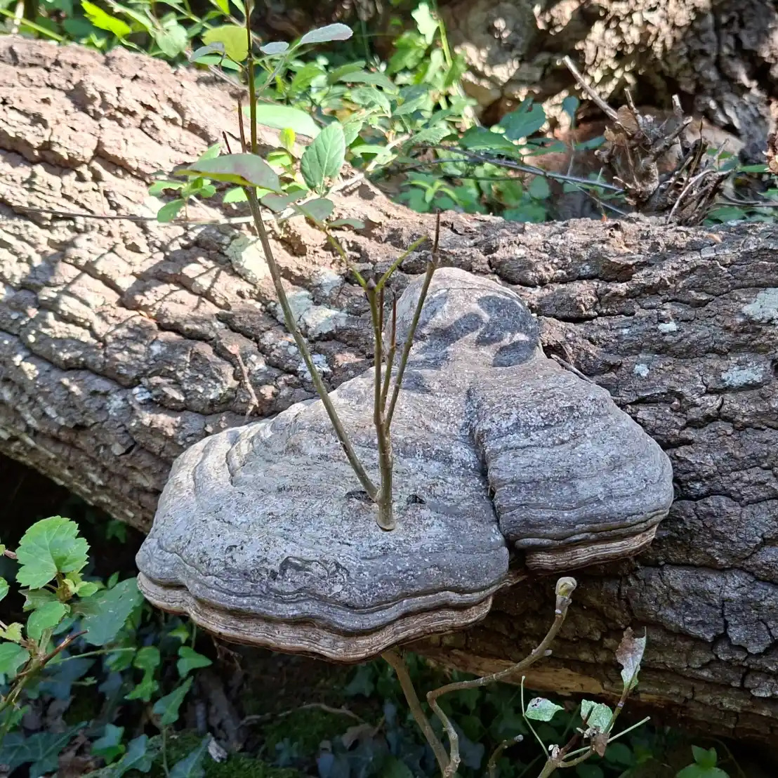 Riserva naturale Selva del Lamone Fomes Fomentarius fungo dell'esca su un tronco morto