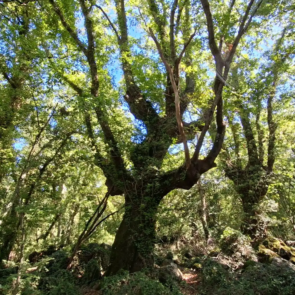 Riserva naturale Selva del Lamone albero monumentale