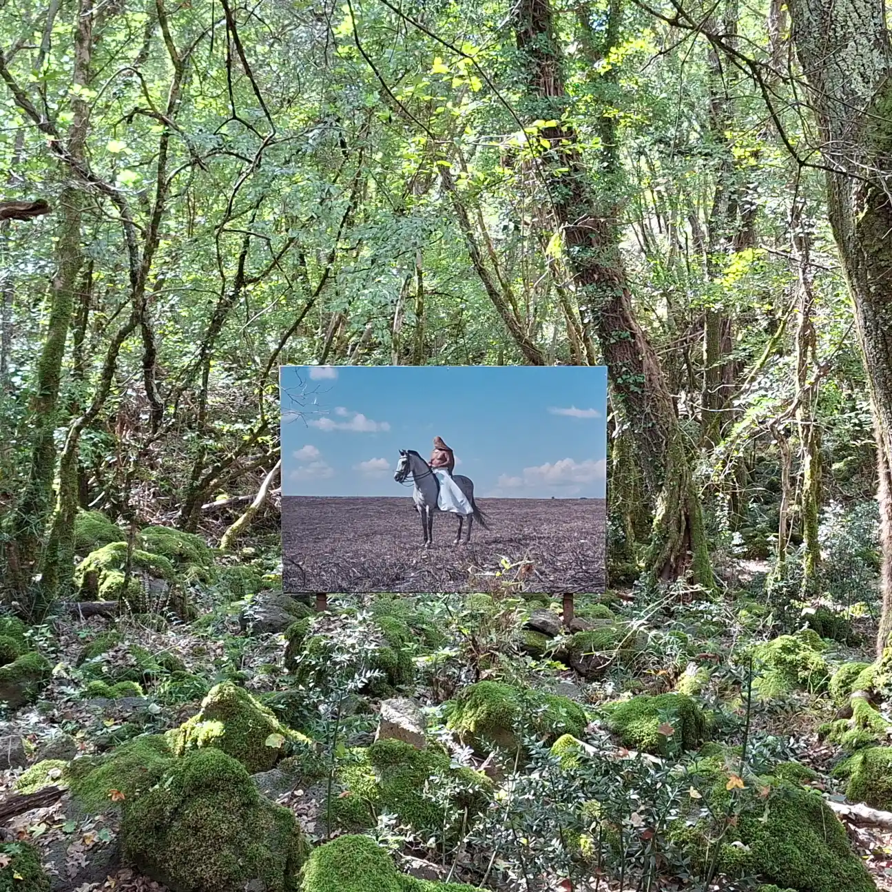 Riserva naturale Selva del Lamone dettaglio di opera fotografica di Lucrezia Testa Iannilli