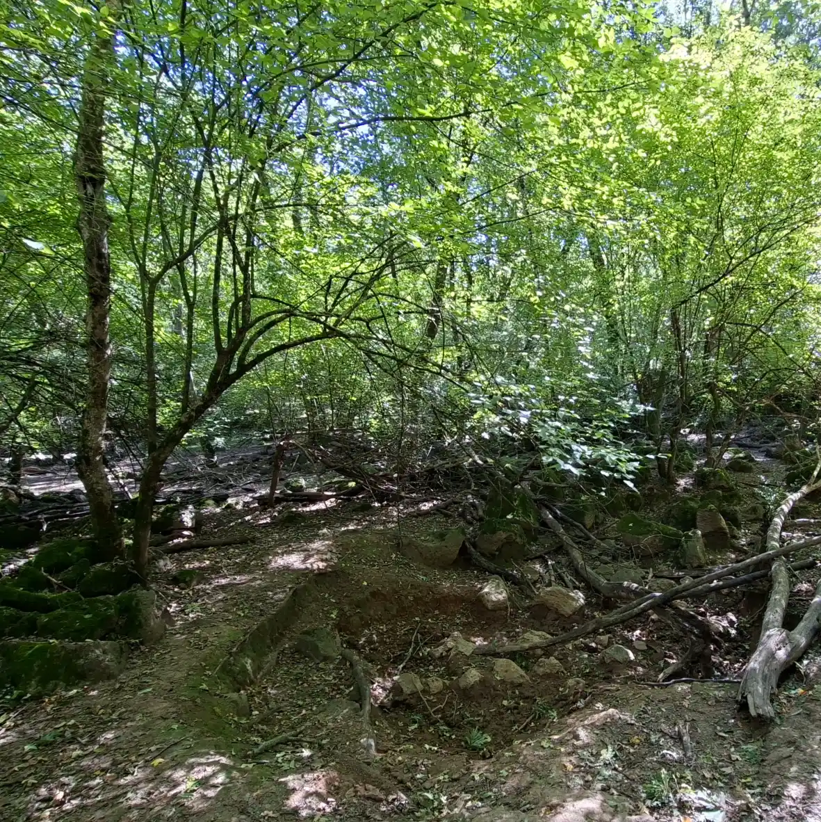 Riserva naturale Selva del Lamone dettaglio enorme insoglio