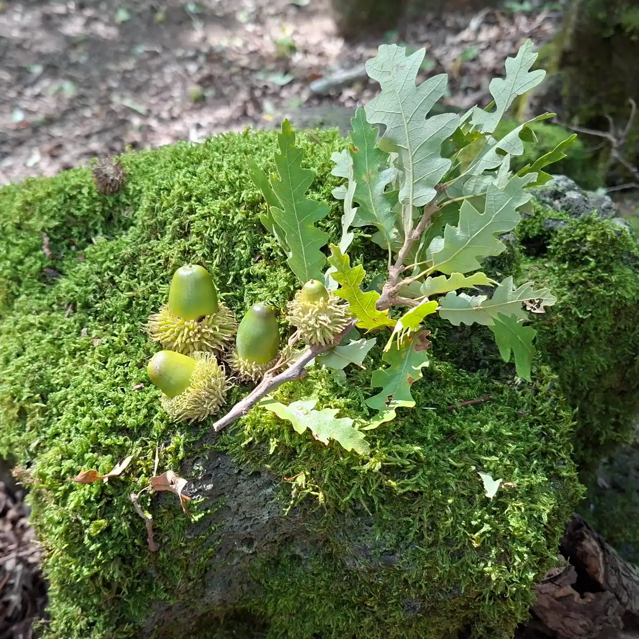Riserva naturale Selva del Lamone dettaglio muschio e rametto di cerro con ghiande