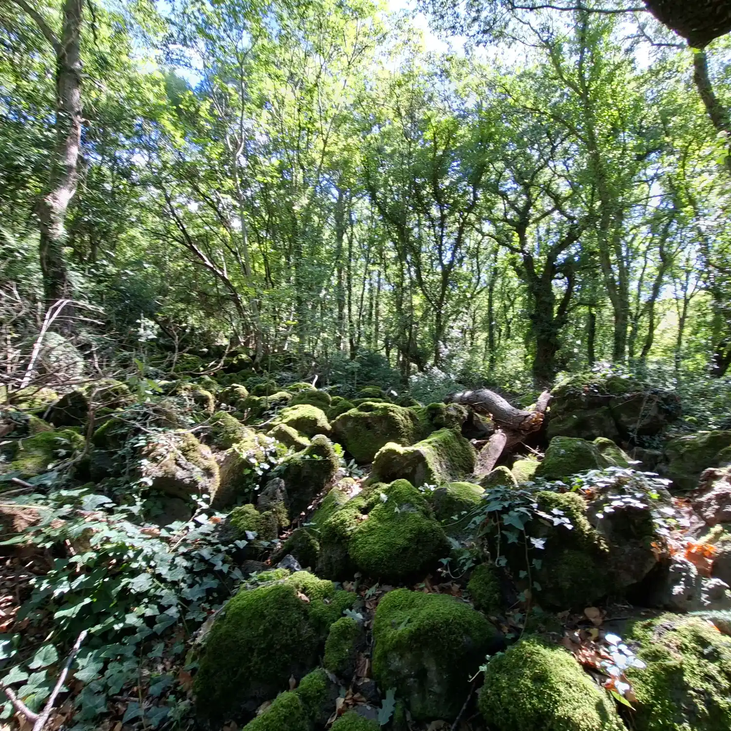 Riserva naturale Selva del Lamone dettaglio pietre laviche ricoperte di muschio