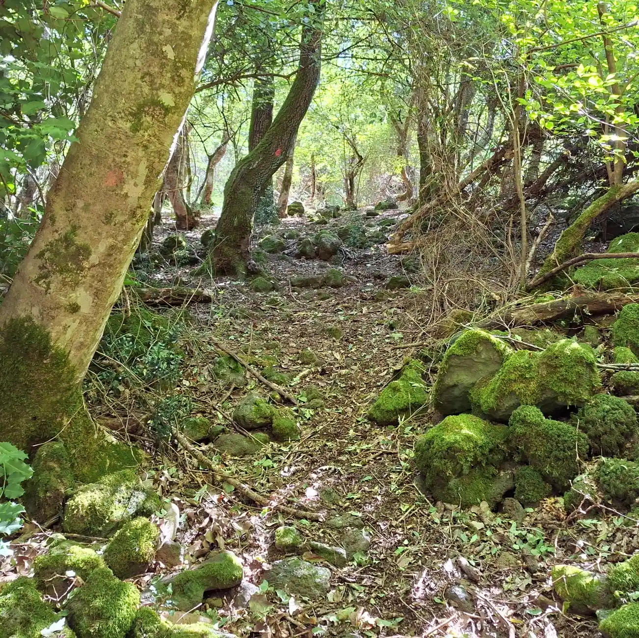 Riserva naturale Selva del Lamone dettaglio sentiero
