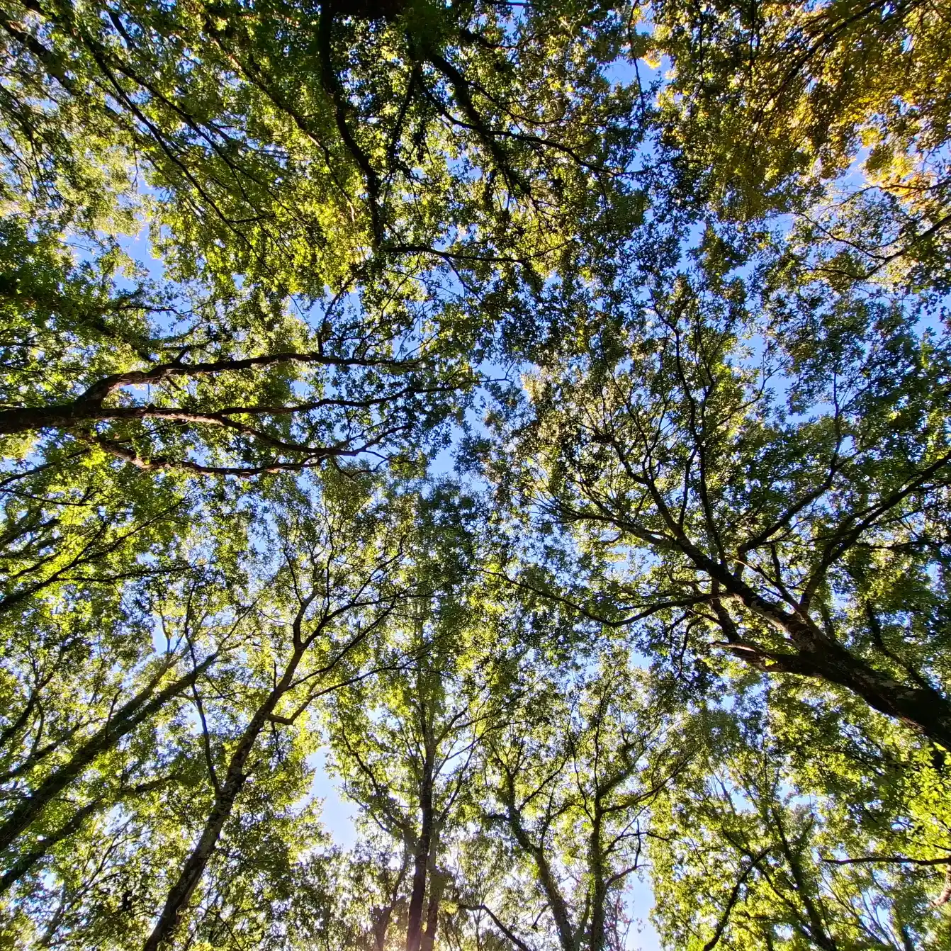 Riserva naturale Selva del Lamone vista dal basso della volta arborea