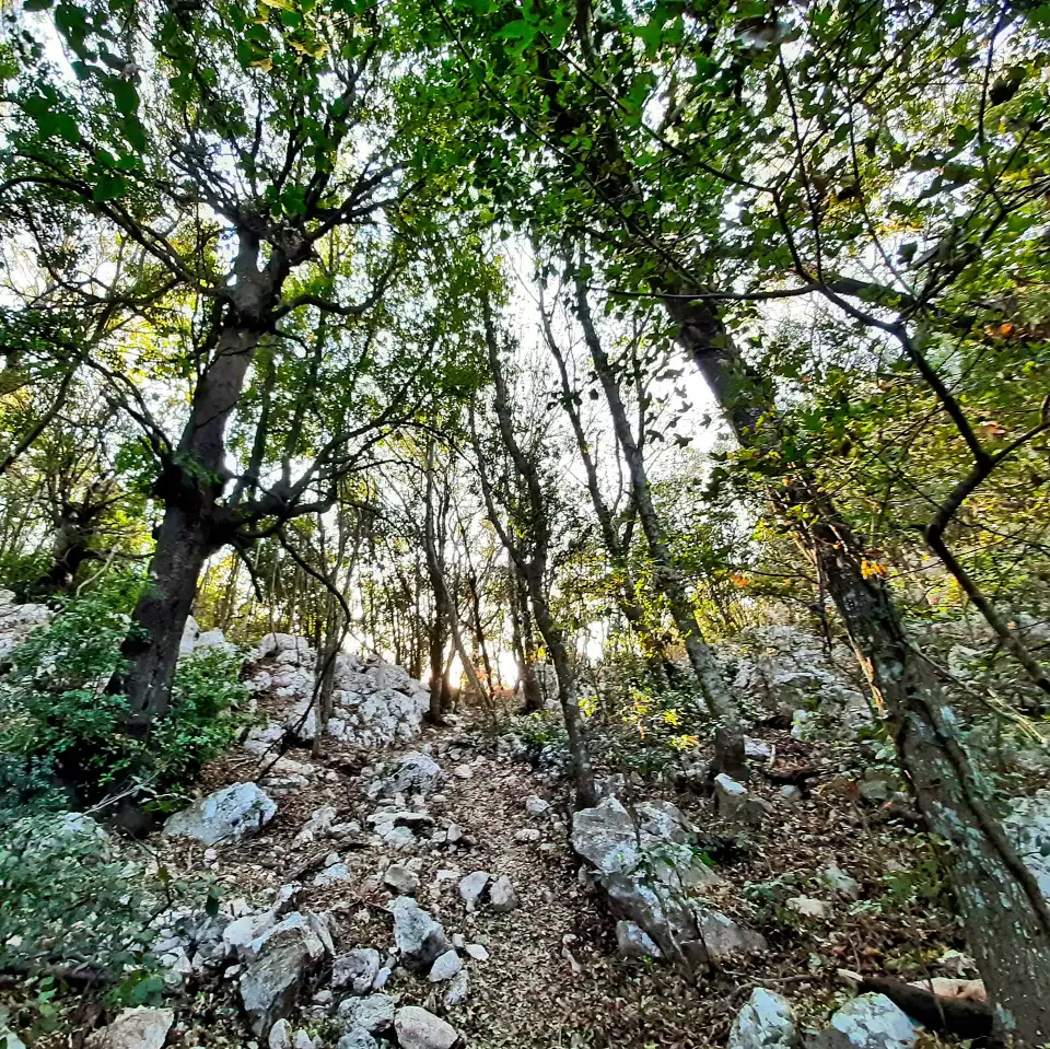Monte Soratte dettaglio sentiero nel bosco