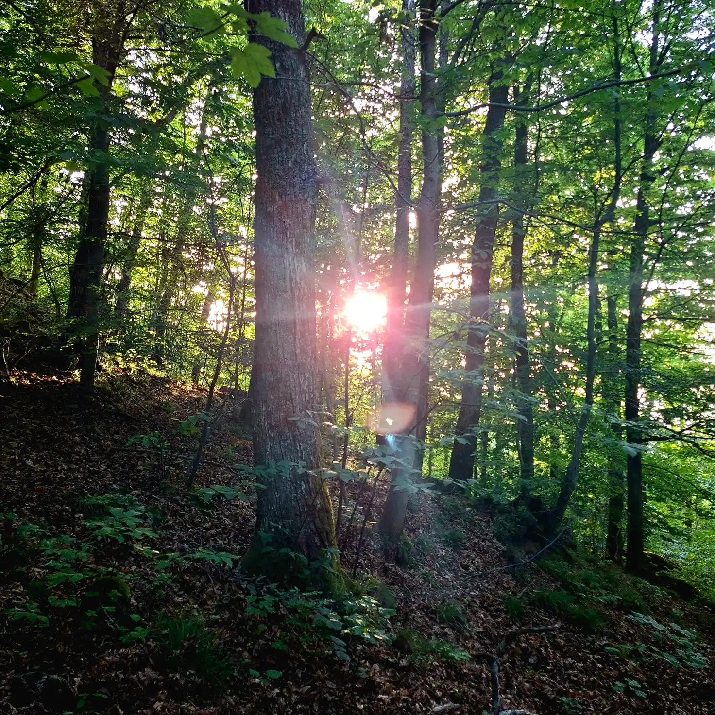 Vivo d'Orcia bosco al tramonto