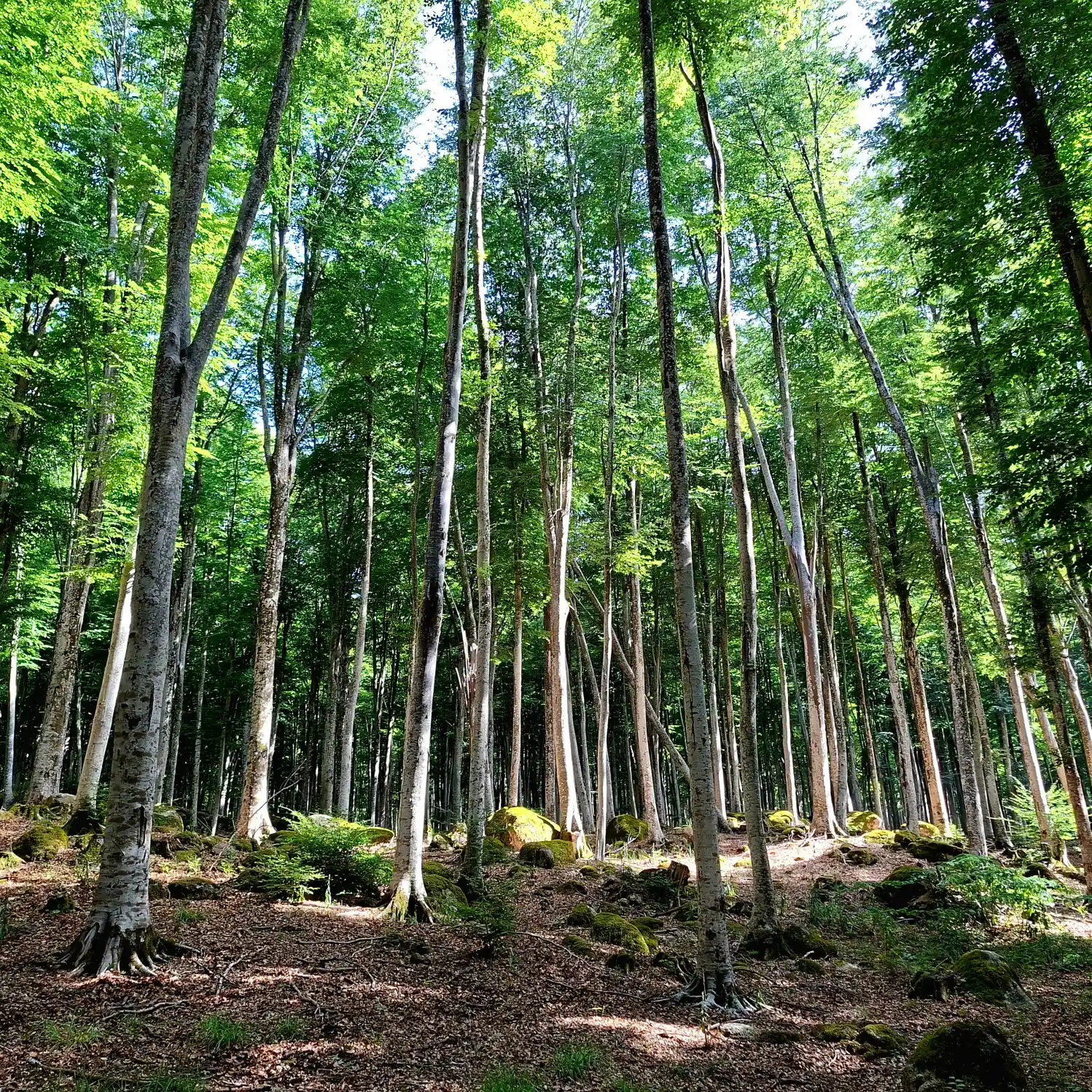 Vivo d'Orcia faggeta